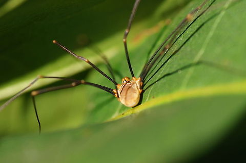 Opilione  Geotagged,Male,Opilio canestrinii,Opliones,Phalangiidae,The Netherlands