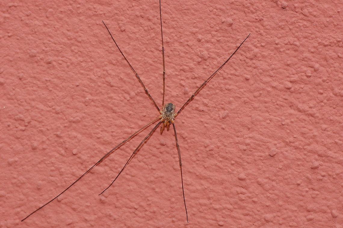 Common opilione on a wall  Austria,Geotagged,Phalangium opilio