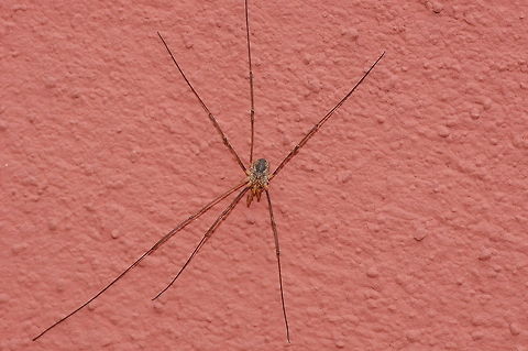 Common opilione on a wall  Austria,Geotagged,Phalangium opilio