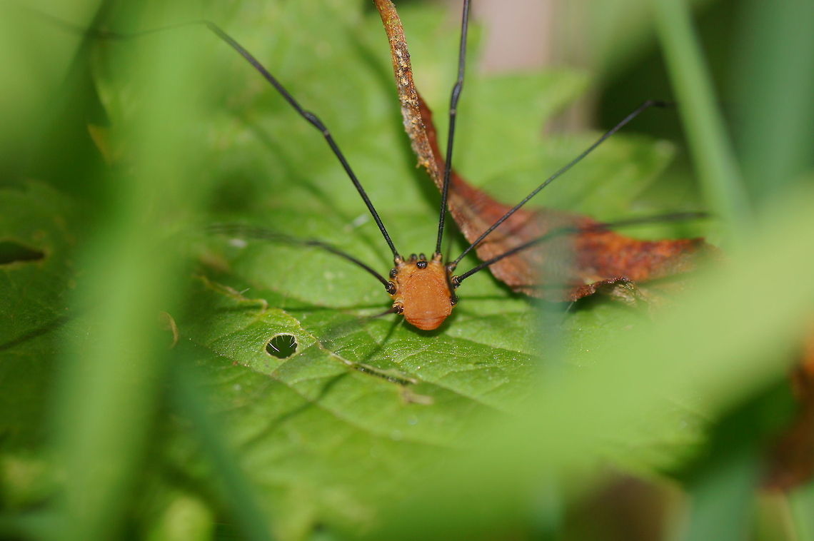 Red Opilione Somehow I like the look of opiliones. With their eyes on top of their single-segment body and their eight long legs sticking out like tubes.<br />
<br />
Turn on HD view to see all the details.<br />
Specie probably a male Leiobunum rotundum Geotagged,Leiobunum rotundum,The Netherlands