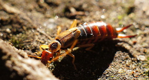 Common earwig  Forficula auricularia,Geotagged,The Netherlands