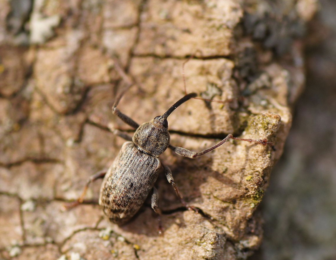 Early snout beetle This snout beetle has the privilege to be the first beetle I capture on photo this year. Because of the exceptionally cold spring in the Netherlands the nature is just emerging out of it's winter state and there are still only a few insects walking or flying around.<br />
The quality of this photo is not that good, let's just say I have kept some room for improvement ;)<br />
<br />
Specie might be Dorytomus longimanus, but there is no wiki of that specie.<br />
Dutch name: Langsprietpopulierensnuitkever<br />
German name:Langarmige Spießrüssler Dorytomus longimanus,Geotagged,The Netherlands