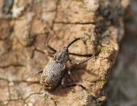 Early snout beetle This snout beetle has the privilege to be the first beetle I capture on photo this year. Because of the exceptionally cold spring in the Netherlands the nature is just emerging out of it's winter state and there are still only a few insects walking or flying around.<br />
The quality of this photo is not that good, let's just say I have kept some room for improvement ;)<br />
<br />
Specie might be Dorytomus longimanus, but there is no wiki of that specie.<br />
Dutch name: Langsprietpopulierensnuitkever<br />
German name:Langarmige Spie&szlig;r&uuml;ssler Dorytomus longimanus,Geotagged,The Netherlands