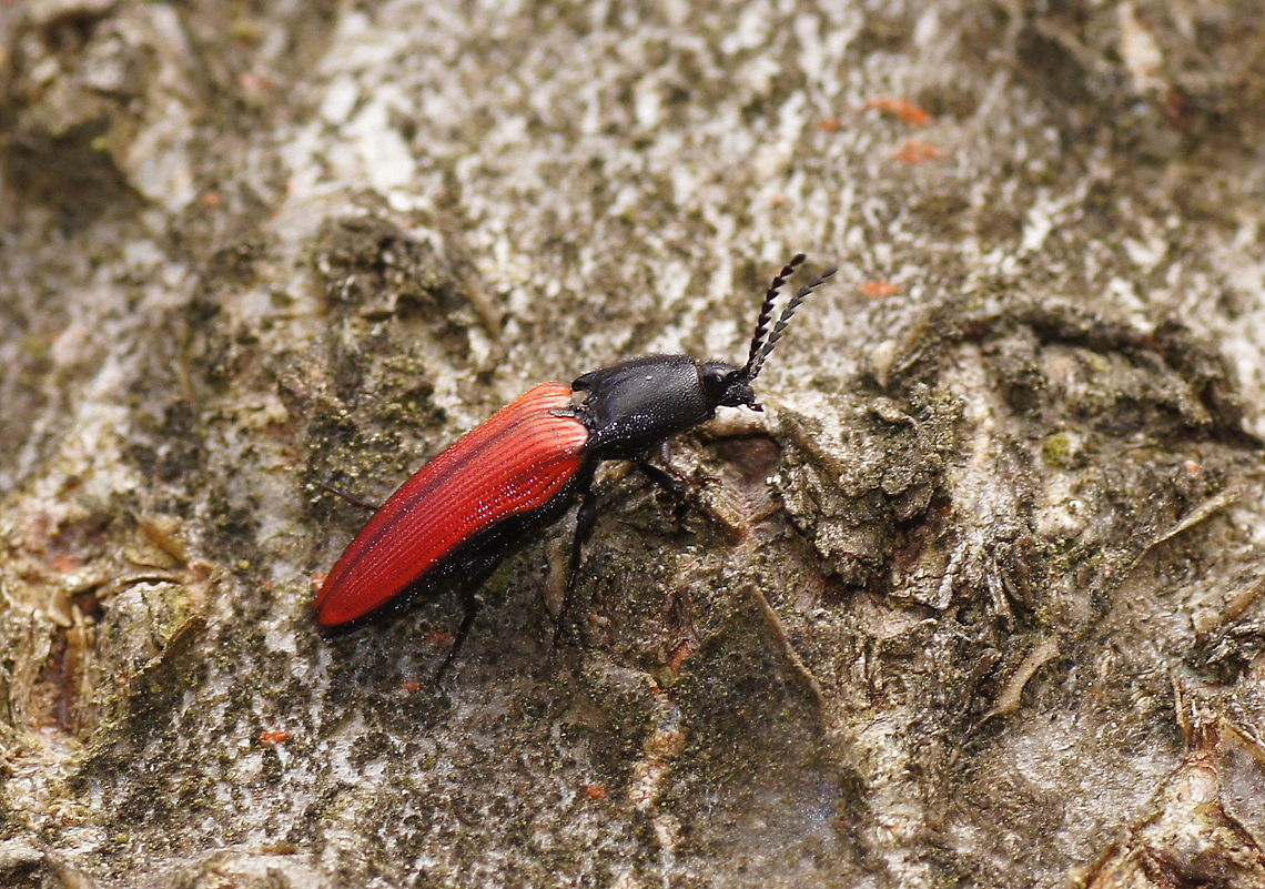 Red Click Beetle When I saw this beetle I was immediately impressed by it's size (10mm) and the bright red color which makes me think of red leather. I guess it is among the largest beetles I have seen in the Netherlands.<br />
<br />
Dutch name: Kniptor (Ampedus quercicola)<br />
No english wiki, there is some info here <a href="http://www.gardensafari.net/english/click_beetles.htm" rel="nofollow">http://www.gardensafari.net/english/click_beetles.htm</a> Ampedus quercicola,Geotagged,The Netherlands