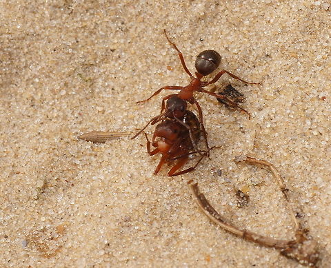 Fighting forest ants part 1 This is the first thing I saw. Lots of ants carrying deceased others or parts of them. By then I asked myself if they had been fighting or something else caused harm to them.
A bit later on I found two ants fighting so that answered my question. Notice that the dead ant is larger then the one which carries him, so it seems the smaller ants where winning from the larger ones. Formica rufa,Geotagged,The Netherlands