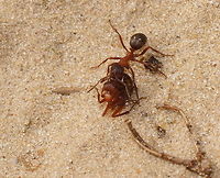 Fighting forest ants part 1 This is the first thing I saw. Lots of ants carrying deceased others or parts of them. By then I asked myself if they had been fighting or something else caused harm to them.<br />
A bit later on I found two ants fighting so that answered my question. Notice that the dead ant is larger then the one which carries him, so it seems the smaller ants where winning from the larger ones. Formica rufa,Geotagged,The Netherlands