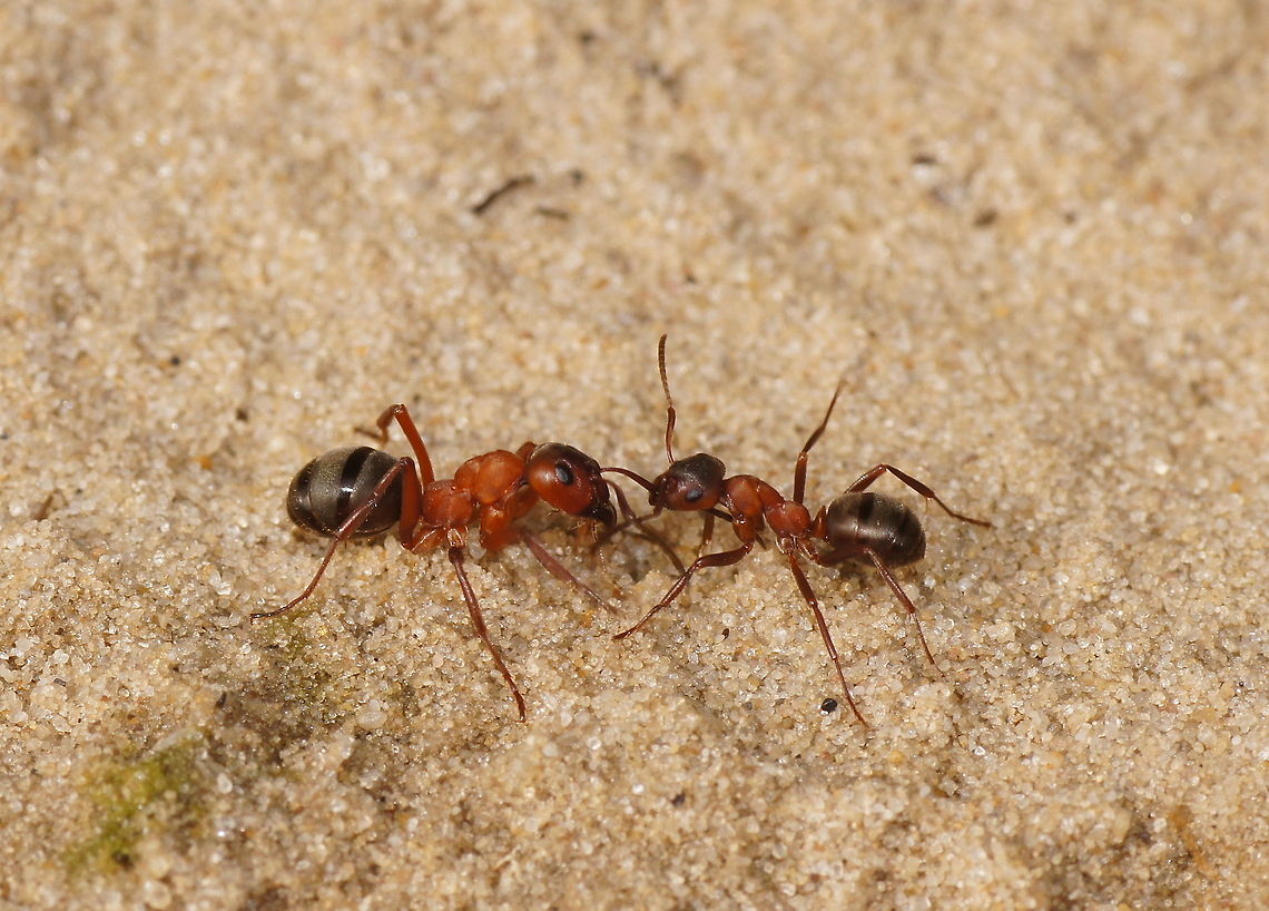 Fighting forest ants part 2 Imagine you are an ant waking up from your winter sleep, just to find out some foreign ants set up camp next to yours and harvesting your favorite aphids. That calls for war, at least in the ant point of view. And that what is going on here, two ants of rivaling borrows fighting. Notice that the smaller ant on the right is biting the large one in it&#039;s antenna. I thought that was not very smart if you are the smaller one, but another picture I made suggests that the small ones where winning. Formica rufa,Geotagged,The Netherlands