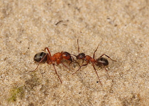 Fighting forest ants part 2 Imagine you are an ant waking up from your winter sleep, just to find out some foreign ants set up camp next to yours and harvesting your favorite aphids. That calls for war, at least in the ant point of view. And that what is going on here, two ants of rivaling borrows fighting. Notice that the smaller ant on the right is biting the large one in it's antenna. I thought that was not very smart if you are the smaller one, but another picture I made suggests that the small ones where winning. Formica rufa,Geotagged,The Netherlands