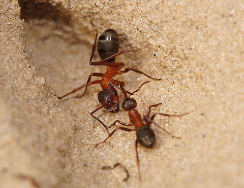 Fighting forest ants part 3 In the heat of the fight. I watched them going on for a few minutes but they where just pulling each other back and forth without seeming able to hurt each other. Formica rufa,Geotagged,The Netherlands