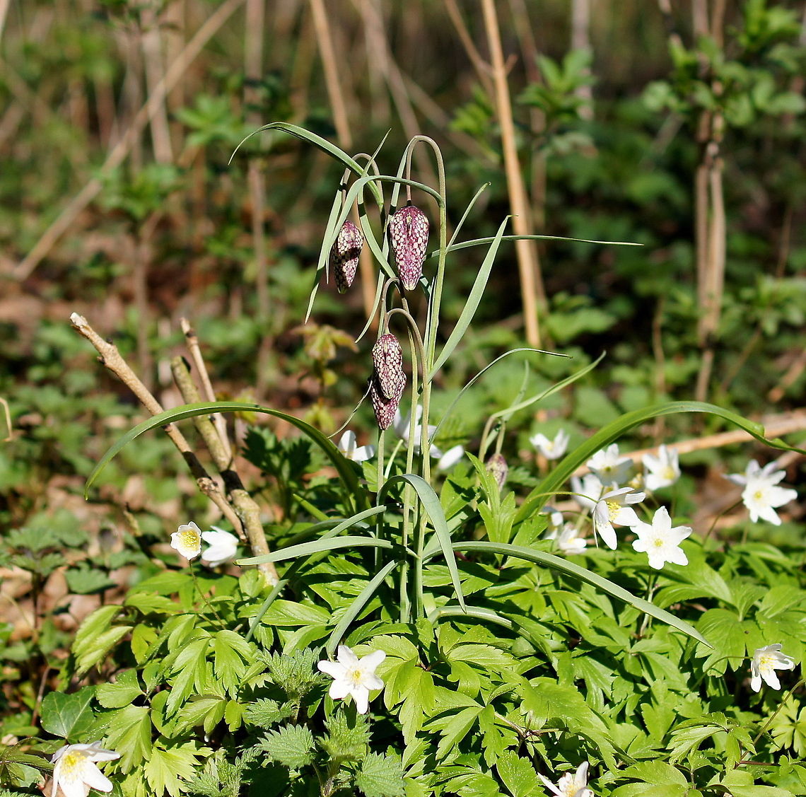 The Snakes Head Fritillary Dutch name: Kievitsbloem (Fritillaria meleagris)<br />
The english name is much more impressive ;) Fritillaria meleagris,Geotagged,Snakes Head Fritillary,The Netherlands