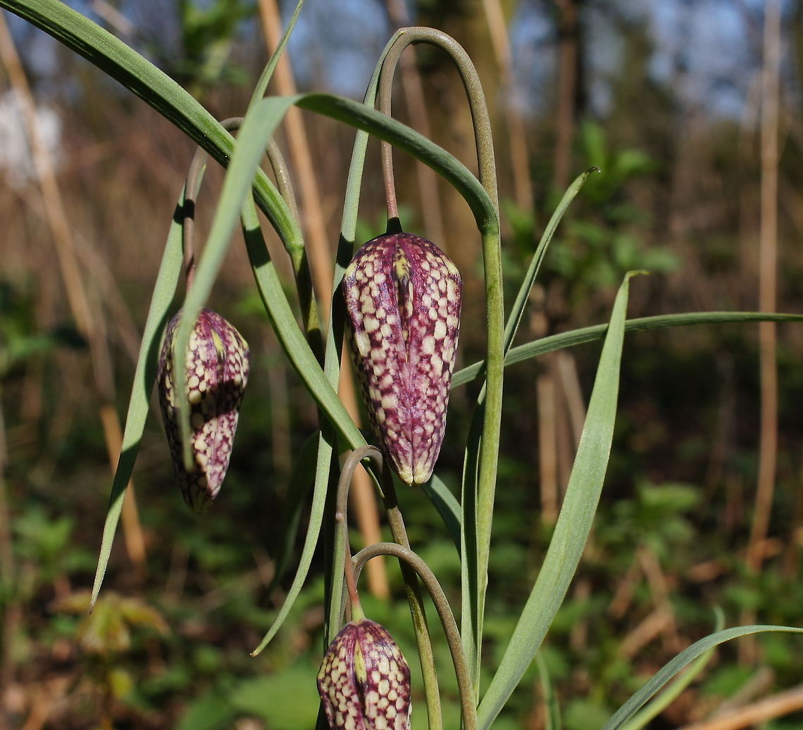 The Snakes Head Fritillary detail Dutch name: Kievitsbloem (Fritillaria meleagris) Fritillaria meleagris,Geotagged,Snakes Head Fritillary,The Netherlands