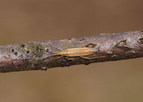 Elongate grass bug top When I found my first grass bug it was a dead one, but I put it on Jungledragon anyway just to show the specie. Now I am happy that I have found a live one and managed to get some good pictures of it. It was sitting just 10 meter from the place I found the dead one a year ago. Is that coincidence or is that place a gras bug hospot? ;)

Dutch name: Graswants (Megaloceroea recticornis) Geotagged,Megaloceroea recticornis,The Netherlands