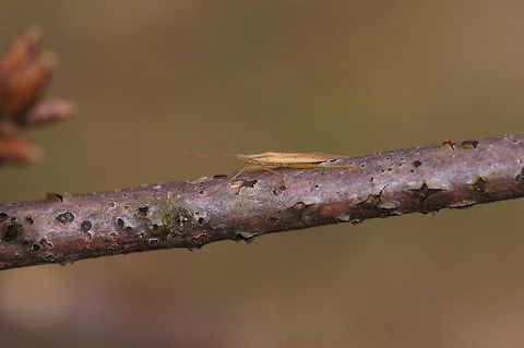 Elongate grass bug side This elongate grass bug was smarter then I expected, because initially when I approached him he moved to the rear side of the branch, just like woodpeckers and squirrels do.

Dutch name: Graswants (Megaloceroea recticornis) Geotagged,Megaloceroea recticornis,The Netherlands