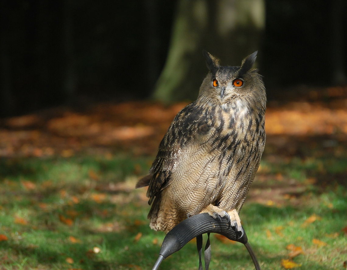 Eagle-Owl watching What do I see there?<br />
<br />
Taken during a bird show<br />
Dutch name: Oehoe Bubo bubo,Eurasian Eagle-Owl