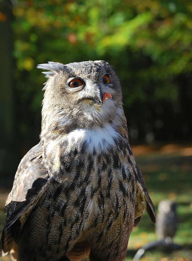 Yummi...McChicken An eagle-owl enjoying the chicken it is devouring.<br />
<br />
Taken during a bird show<br />
Dutch name: Oehoe<br />
 Bubo bubo,Eurasian Eagle-Owl