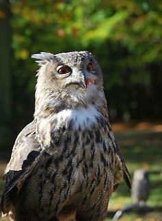 Yummi...McChicken An eagle-owl enjoying the chicken it is devouring.

Taken during a bird show
Dutch name: Oehoe
 Bubo bubo,Eurasian Eagle-Owl