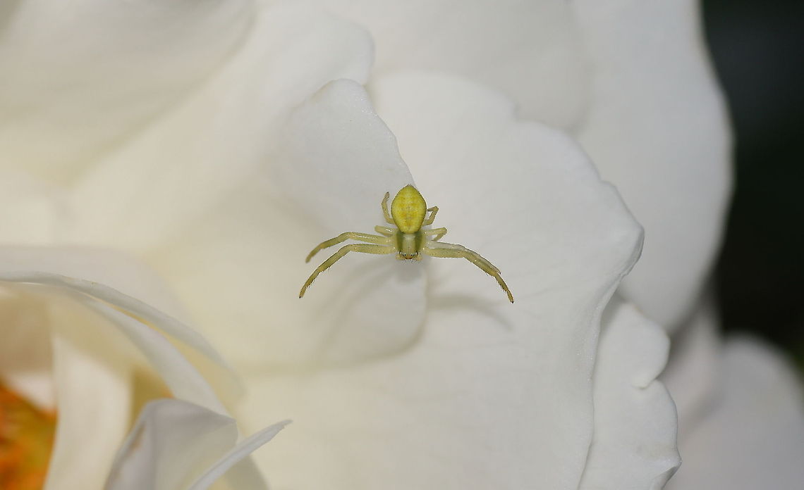Crab spider on white rose Always nice to see a crab spider. Not only because the spider itself looks nice, but also because they sit on beautiful flowers like this rose.<br />
<br />
Turn on HD view for al details.<br />
Dutch name: Krabspin (Misumena vatia) Geotagged,Misumena vatia,The Netherlands