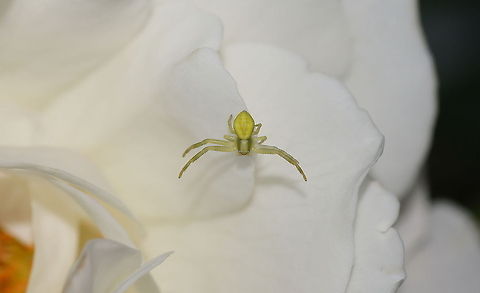 Crab spider on white rose Always nice to see a crab spider. Not only because the spider itself looks nice, but also because they sit on beautiful flowers like this rose.

Turn on HD view for al details.
Dutch name: Krabspin (Misumena vatia) Geotagged,Misumena vatia,The Netherlands