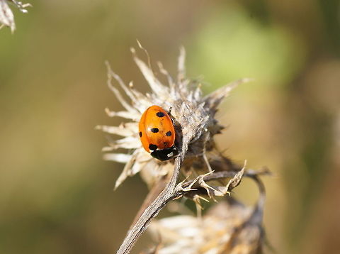 Seven-spot ladybird on dried flower Seven-spot ladybird on dried flower 7-spot Ladybird,Coccinella septempunctata,Geotagged,The Netherlands