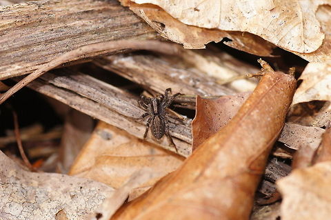 Blacktail wolf spider Photo of an blacktail wolf spider. I did not crop the picture so can see it's surroundings.

Dutch name: Zwartstaartboswolfspin Blacktail Wolf Spider,Geotagged,Pardosa lugubris,The Netherlands