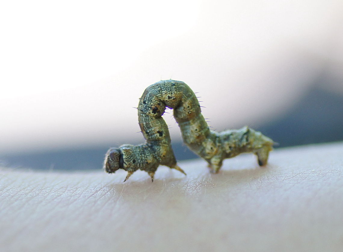 Spanworm on the move After trying some time to identify the caterpillar I decided to give up and just post the picture.<br />
Kudos for knowing/finding the name. Alsophila aceraria,Geotagged,The Netherlands