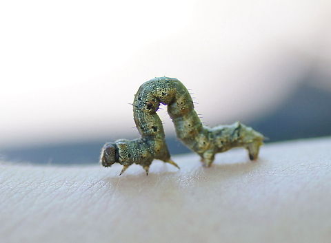 Spanworm on the move After trying some time to identify the caterpillar I decided to give up and just post the picture.
Kudos for knowing/finding the name. Alsophila aceraria,Geotagged,The Netherlands