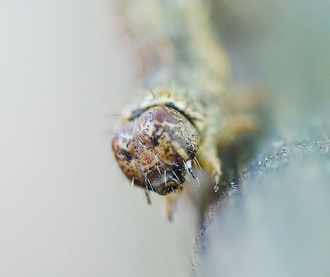 Unknown caterpillar head This caterpillar his head looks like an angry face.

After trying some time to identify the caterpillar I decided to give up and just post the picture.
Kudos for knowing/finding the name. Alsophila aceraria,Alsophila aceraria),Geotagged,The Netherlands