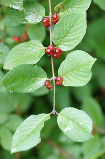 Fly Honeysuckle Sometimes I manage to get some aesthetics in my plant photos as well.

Dutch name: Rode Kamperfoelie (Lonicera Xylosteum) Austria,European Fly Honeysuckle,Geotagged,Lonicera xylosteum
