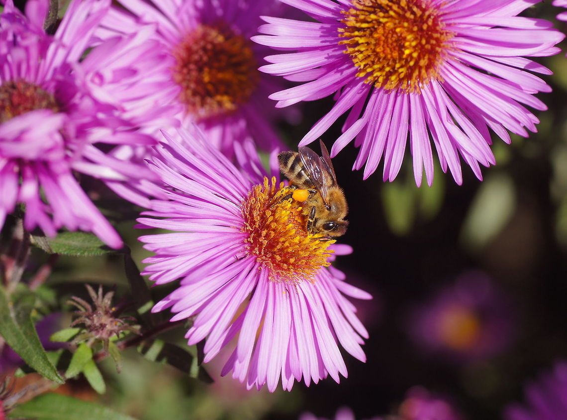 Honey bee on aster A scene from late summer last year.<br />
<br />
Dutch name: Honingbij (Apis Mellifera) op Herfstaster (Symphyotrichum novi-Belgii) Apis mellifera,Geotagged,The Netherlands,Western honey bee
