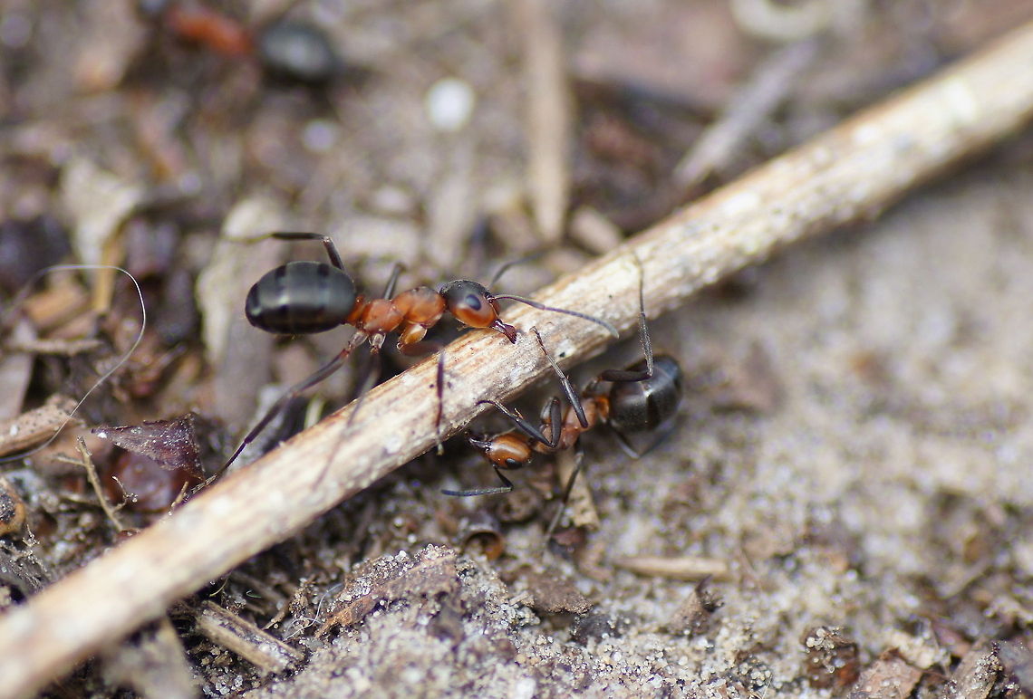 Forest ant movers Two  ants trying to move a stick to the top of the hill. But the stick was quite long and they where lacking coordination.<br />
<br />
Group photo of these ants:<br />
<figure class="photo"><a href="https://www.jungledragon.com/image/10617/flock_of_forest_ants.html" title="Flock of forest ants"><img src="https://s3.amazonaws.com/media.jungledragon.com/images/134/10617_thumb.JPG?AWSAccessKeyId=05GMT0V3GWVNE7GGM1R2&Expires=1769040010&Signature=eTwbE2EWpen1YGgNE9iwIbS5b0w%3D" width="200" height="134" alt="Flock of forest ants They clearly don&#039;t spend any time in trying to look unique...<br />
<br />
A photo more close:<br />
http://www.jungledragon.com/image/10616/forest_ant_movers.html<br />
<br />
The hole nest:<br />
http://www.jungledragon.com/image/10618/forest_ant_nest.html Formica rufa,Geotagged,The Netherlands" /></a></figure><br />
<br />
The hole nest:<br />
<figure class="photo"><a href="https://www.jungledragon.com/image/10618/forest_ant_nest.html" title="Forest ant nest"><img src="https://s3.amazonaws.com/media.jungledragon.com/images/134/10618_thumb.JPG?AWSAccessKeyId=05GMT0V3GWVNE7GGM1R2&Expires=1769040010&Signature=GufVvnBqVy24HRfyVsXsnOqXAWE%3D" width="200" height="134" alt="Forest ant nest Lots of ants outside this nest to get it ready after the long winter break.<br />
They must have some serious amount of interior space under the ground to be able to house such an volume of ants.<br />
<br />
Group photo of these ants:<br />
http://www.jungledragon.com/image/10617/flock_of_forest_ants.html<br />
<br />
Close-up:<br />
http://www.jungledragon.com/image/10616/forest_ant_movers.html Formica rufa,Geotagged,The Netherlands" /></a></figure> Formica rufa,Geotagged,The Netherlands