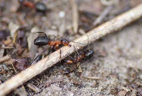 Forest ant movers Two  ants trying to move a stick to the top of the hill. But the stick was quite long and they where lacking coordination.

Group photo of these ants:
http://www.jungledragon.com/image/10617/flock_of_forest_ants.html

The hole nest:
http://www.jungledragon.com/image/10618/forest_ant_nest.html Formica rufa,Geotagged,The Netherlands