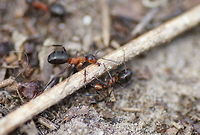 Forest ant movers Two  ants trying to move a stick to the top of the hill. But the stick was quite long and they where lacking coordination.<br />
<br />
Group photo of these ants:<br />
http://www.jungledragon.com/image/10617/flock_of_forest_ants.html<br />
<br />
The hole nest:<br />
http://www.jungledragon.com/image/10618/forest_ant_nest.html Formica rufa,Geotagged,The Netherlands