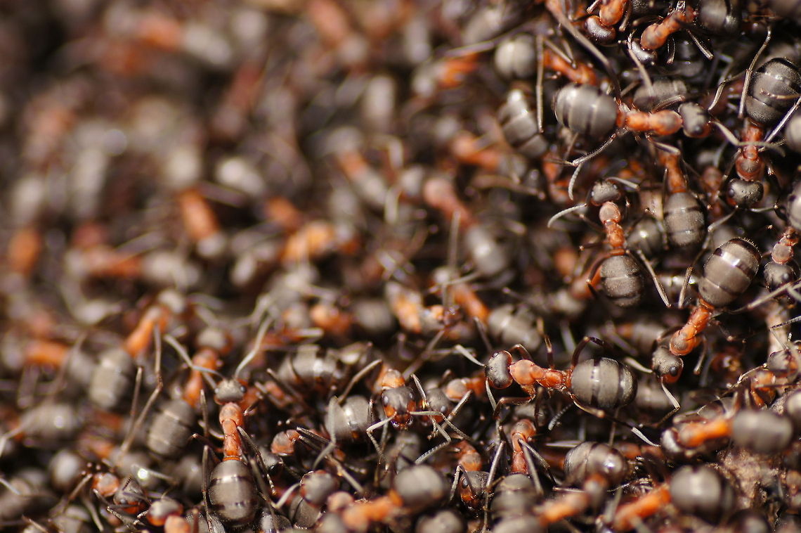 Flock of forest ants They clearly don&#039;t spend any time in trying to look unique...<br />
<br />
A photo more close:<br />
<figure class="photo"><a href="https://www.jungledragon.com/image/10616/forest_ant_movers.html" title="Forest ant movers"><img src="https://s3.amazonaws.com/media.jungledragon.com/images/134/10616_thumb.jpg?AWSAccessKeyId=05GMT0V3GWVNE7GGM1R2&Expires=1759968010&Signature=GFp2RK6ie%2BHTZ28E4pcawD1Pwqo%3D" width="200" height="136" alt="Forest ant movers Two  ants trying to move a stick to the top of the hill. But the stick was quite long and they where lacking coordination.<br />
<br />
Group photo of these ants:<br />
http://www.jungledragon.com/image/10617/flock_of_forest_ants.html<br />
<br />
The hole nest:<br />
http://www.jungledragon.com/image/10618/forest_ant_nest.html Formica rufa,Geotagged,The Netherlands" /></a></figure><br />
<br />
The hole nest:<br />
<figure class="photo"><a href="https://www.jungledragon.com/image/10618/forest_ant_nest.html" title="Forest ant nest"><img src="https://s3.amazonaws.com/media.jungledragon.com/images/134/10618_thumb.JPG?AWSAccessKeyId=05GMT0V3GWVNE7GGM1R2&Expires=1759968010&Signature=7xHEAWeUsrUoyTJz%2FAoAsc%2FDP4Y%3D" width="200" height="134" alt="Forest ant nest Lots of ants outside this nest to get it ready after the long winter break.<br />
They must have some serious amount of interior space under the ground to be able to house such an volume of ants.<br />
<br />
Group photo of these ants:<br />
http://www.jungledragon.com/image/10617/flock_of_forest_ants.html<br />
<br />
Close-up:<br />
http://www.jungledragon.com/image/10616/forest_ant_movers.html Formica rufa,Geotagged,The Netherlands" /></a></figure> Formica rufa,Geotagged,The Netherlands