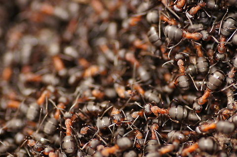 Flock of forest ants They clearly don't spend any time in trying to look unique...

A photo more close:
http://www.jungledragon.com/image/10616/forest_ant_movers.html

The hole nest:
http://www.jungledragon.com/image/10618/forest_ant_nest.html Formica rufa,Geotagged,The Netherlands