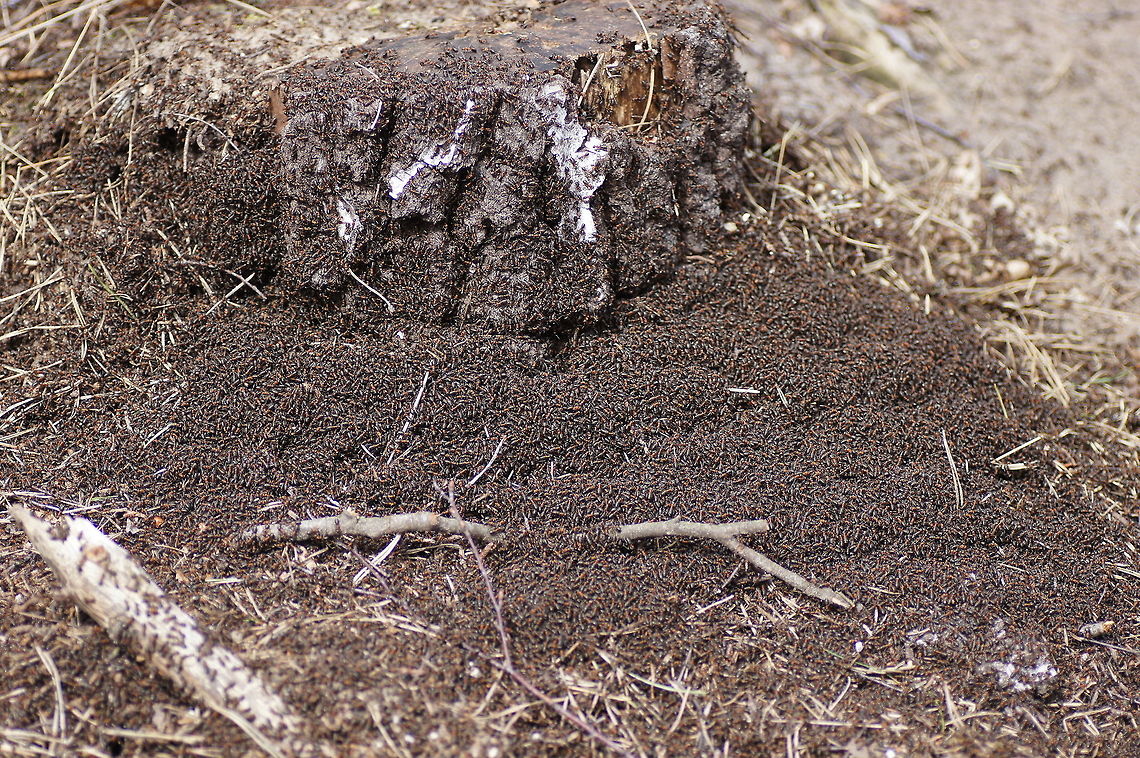 Forest ant nest Lots of ants outside this nest to get it ready after the long winter break.<br />
They must have some serious amount of interior space under the ground to be able to house such an volume of ants.<br />
<br />
Group photo of these ants:<br />
<figure class="photo"><a href="https://www.jungledragon.com/image/10617/flock_of_forest_ants.html" title="Flock of forest ants"><img src="https://s3.amazonaws.com/media.jungledragon.com/images/134/10617_thumb.JPG?AWSAccessKeyId=05GMT0V3GWVNE7GGM1R2&Expires=1759968010&Signature=gdUxdmsNrB1MkKIlChWJU71096g%3D" width="200" height="134" alt="Flock of forest ants They clearly don&#039;t spend any time in trying to look unique...<br />
<br />
A photo more close:<br />
http://www.jungledragon.com/image/10616/forest_ant_movers.html<br />
<br />
The hole nest:<br />
http://www.jungledragon.com/image/10618/forest_ant_nest.html Formica rufa,Geotagged,The Netherlands" /></a></figure><br />
<br />
Close-up:<br />
<figure class="photo"><a href="https://www.jungledragon.com/image/10616/forest_ant_movers.html" title="Forest ant movers"><img src="https://s3.amazonaws.com/media.jungledragon.com/images/134/10616_thumb.jpg?AWSAccessKeyId=05GMT0V3GWVNE7GGM1R2&Expires=1759968010&Signature=GFp2RK6ie%2BHTZ28E4pcawD1Pwqo%3D" width="200" height="136" alt="Forest ant movers Two  ants trying to move a stick to the top of the hill. But the stick was quite long and they where lacking coordination.<br />
<br />
Group photo of these ants:<br />
http://www.jungledragon.com/image/10617/flock_of_forest_ants.html<br />
<br />
The hole nest:<br />
http://www.jungledragon.com/image/10618/forest_ant_nest.html Formica rufa,Geotagged,The Netherlands" /></a></figure> Formica rufa,Geotagged,The Netherlands