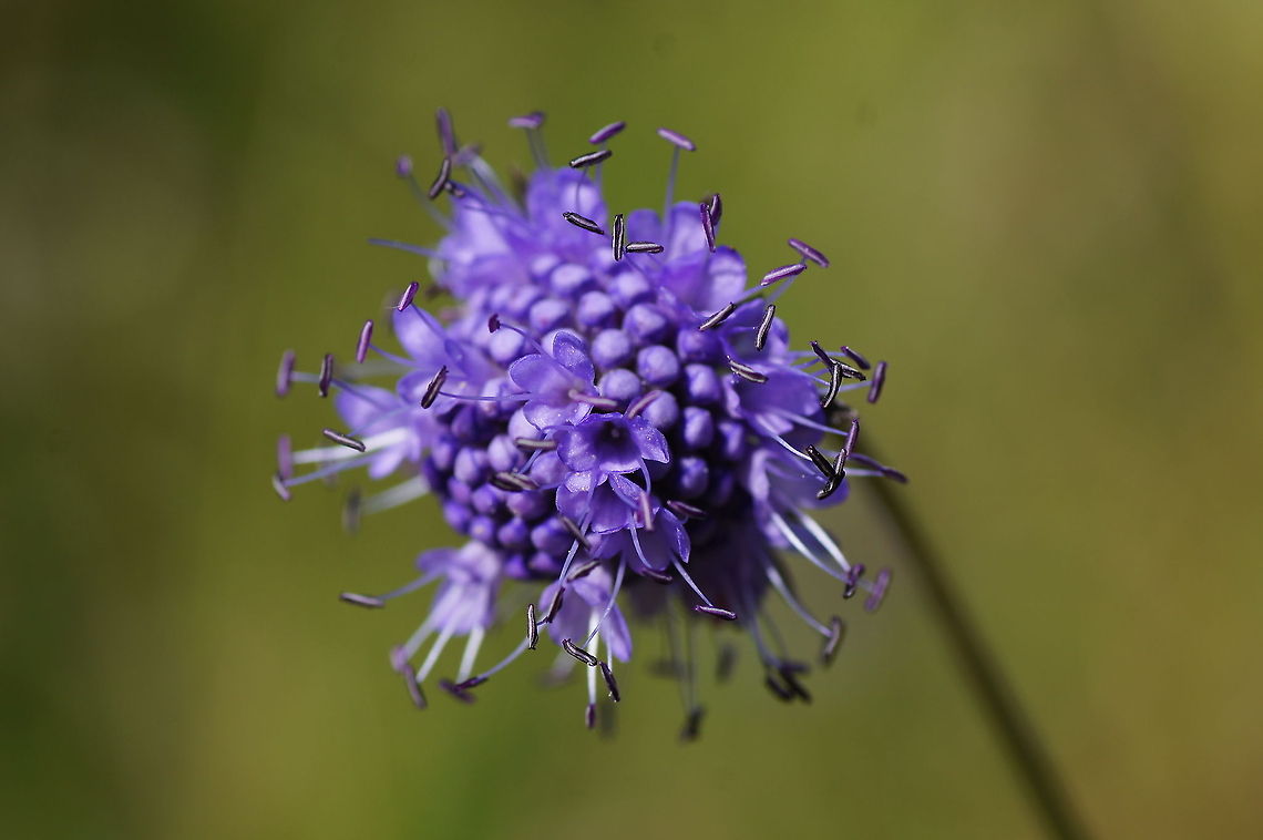 Devil's-bit Scabious Dutch name: Blauwe knoop (Succisa pratensis)<br />
I am not completely sure about the ID. Geotagged,Succisa pratensis,The Netherlands