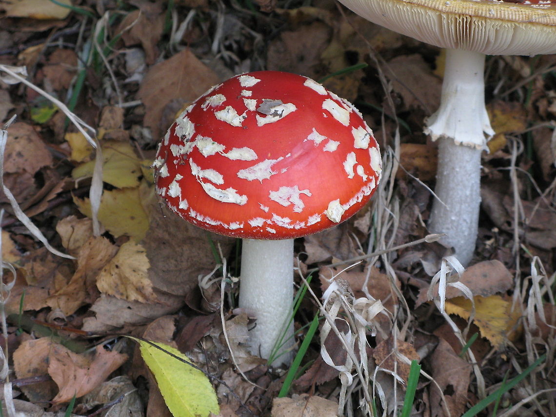 Fly agaric #1 I made a series of fly argic pictures to show the variation in dot pattern.<br />
See the next photo of the series in the comments section.<br />
 Amanita muscaria,Fly agaric