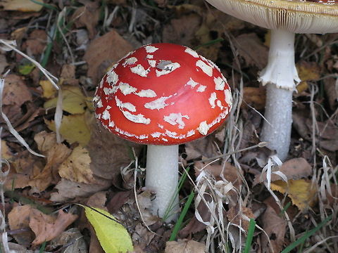 Fly agaric #1 I made a series of fly argic pictures to show the variation in dot pattern.
See the next photo of the series in the comments section.
 Amanita muscaria,Fly agaric