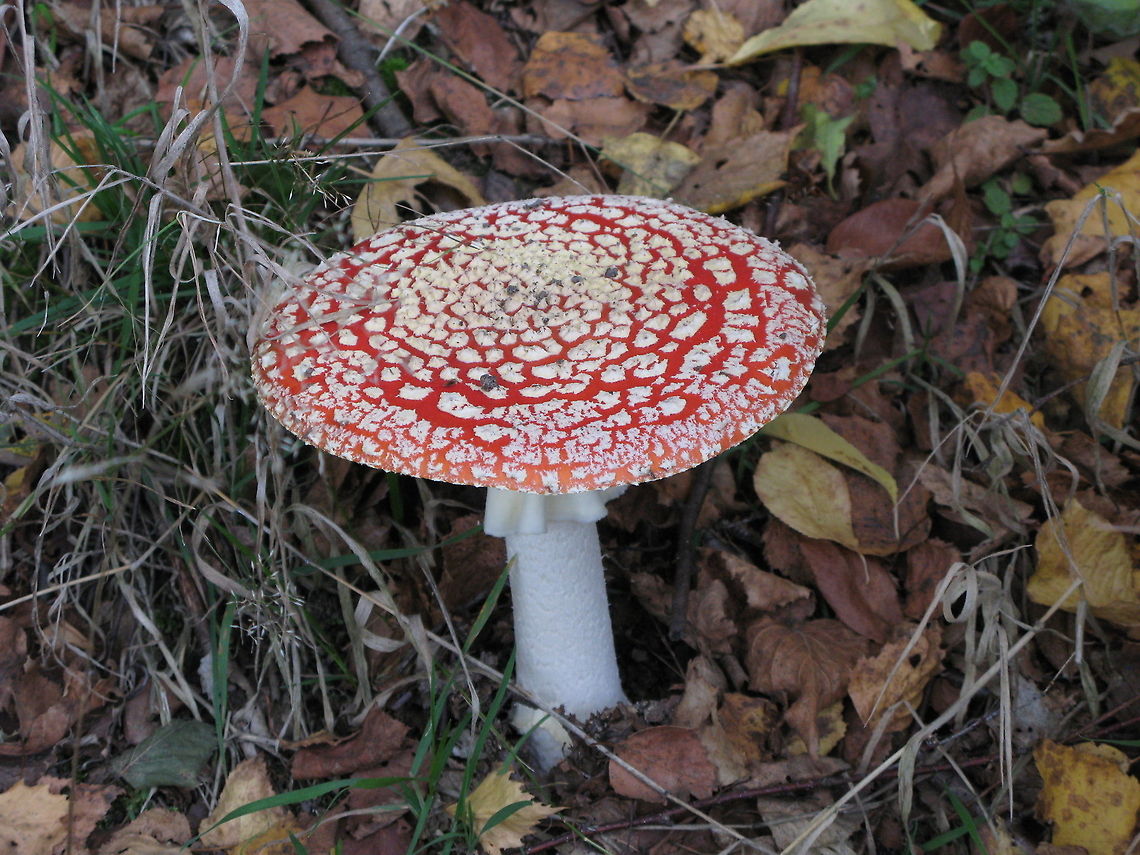 Fly agaric #2 I made a series of fly argic pictures to show the variation in dot pattern.<br />
See the next photo of the series in the comments section.<br />
 Amanita muscaria,Fly agaric,Geotagged,The Netherlands