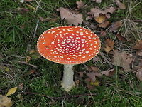 Fly agaric #3 I made a series of fly argic pictures to show the variation in dot pattern.<br />
See the next photo of the series in the comments section.<br />
 Amanita muscaria,Fly agaric