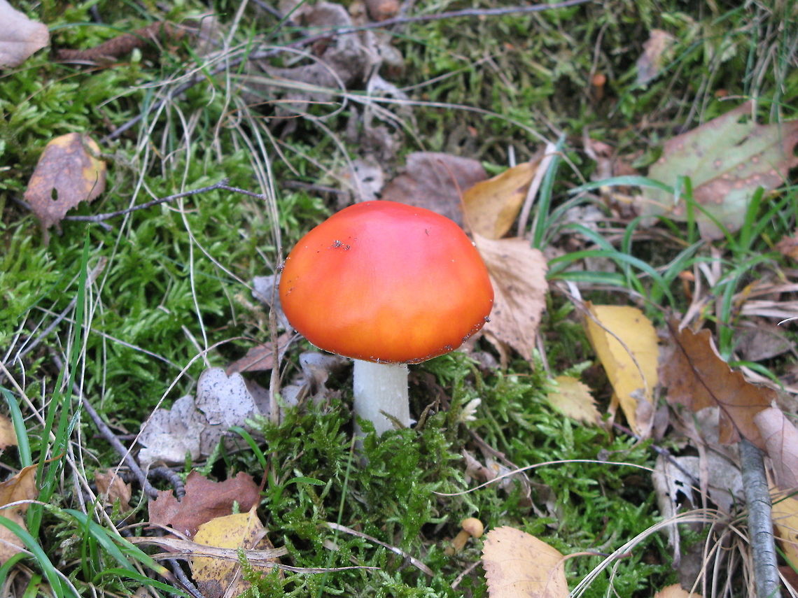 Fly agaric #4 I made a series of fly argic pictures to show the variation in dot pattern.<br />
See the next photo of the series in the comments section.<br />
 Amanita muscaria,Fly agaric