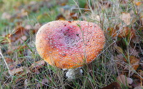 Fly agaric #5 I made a series of fly argic pictures to show the variation in dot pattern.
See the next photo of the series in the comments section. Amanita muscaria,Fly agaric,Geotagged,The Netherlands