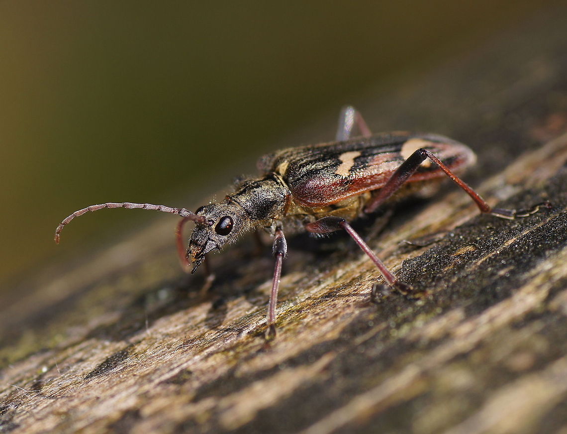 Two-banded longhorn beetle side view Be sure to watch in HD mode.<br />
<br />
Dutch name: Bonte Ribbelboktor (Rhagium bifasciatum) Cerambycidae,Geotagged,Lepturinae,Rhagium,Rhagium bifasciatum,The Netherlands