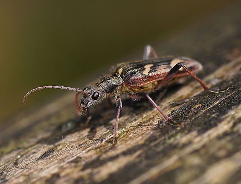 Two-banded longhorn beetle side view Be sure to watch in HD mode.

Dutch name: Bonte Ribbelboktor (Rhagium bifasciatum) Cerambycidae,Geotagged,Lepturinae,Rhagium,Rhagium bifasciatum,The Netherlands