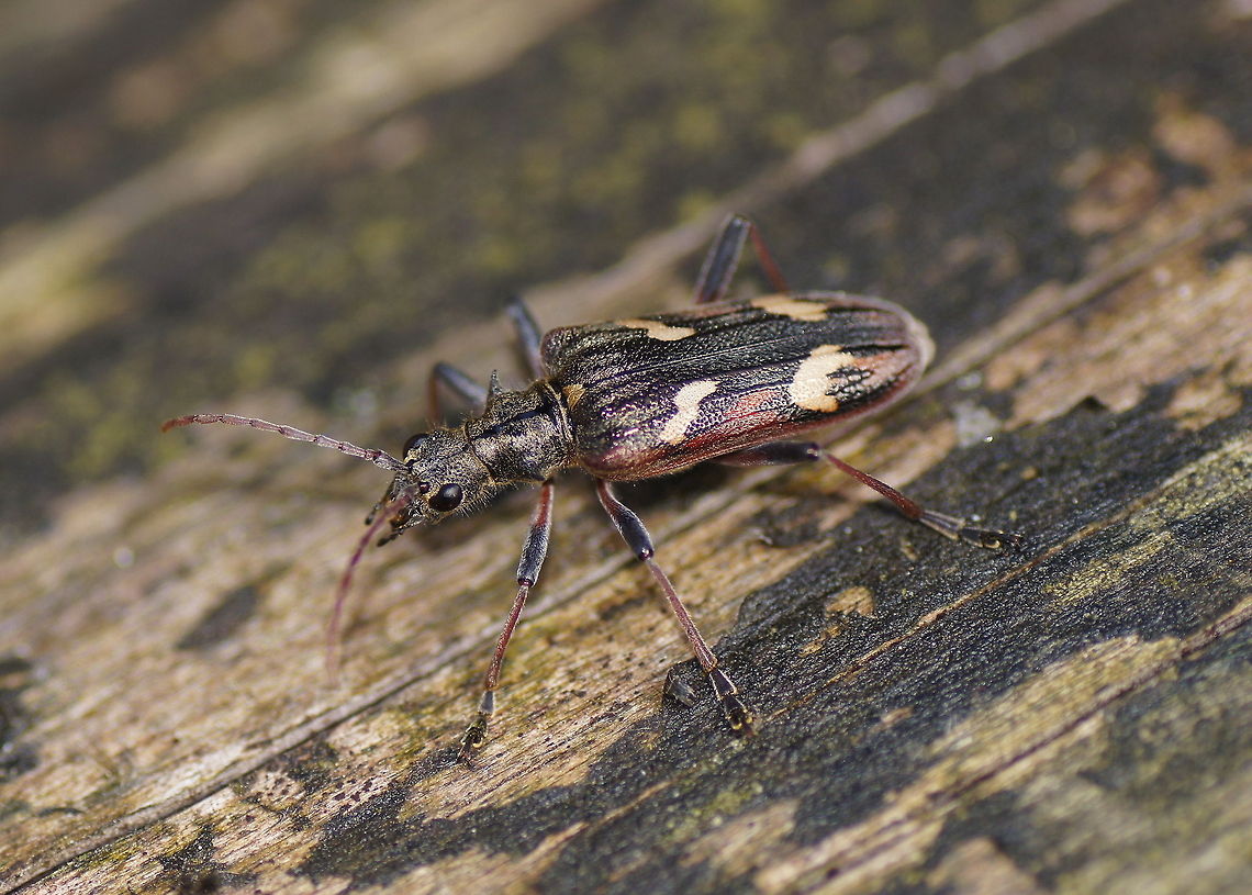 Two-banded longhorn beetle This large beetle (20mm) was sitting on a fallen tree. They seem to be quite common and I saw several that day, but I haven&#039;t seen this beetle before myself.<br />
<br />
Dutch name: Bonte Ribbelboktor (Rhagium bifasciatum) Cerambycidae,Geotagged,Lepturinae,Rhagium,Rhagium bifasciatum,The Netherlands