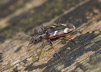 Two-banded longhorn beetle This large beetle (20mm) was sitting on a fallen tree. They seem to be quite common and I saw several that day, but I haven't seen this beetle before myself.<br />
<br />
Dutch name: Bonte Ribbelboktor (Rhagium bifasciatum) Cerambycidae,Geotagged,Lepturinae,Rhagium,Rhagium bifasciatum,The Netherlands