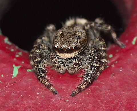 Marpissa jumping spider This jumping spider has his hunting ground on a steel tube of an art statue. He stays close to a vent hole which he uses as retreat in case of danger. This pays off because (s)he was able to reach full grown adulthood. 

Dutch name: Schorsmarpissa (Marpissa Muscosa) Geotagged,Marpissa muscosa,The Netherlands