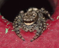 Marpissa jumping spider This jumping spider has his hunting ground on a steel tube of an art statue. He stays close to a vent hole which he uses as retreat in case of danger. This pays off because (s)he was able to reach full grown adulthood. <br />
<br />
Dutch name: Schorsmarpissa (Marpissa Muscosa) Geotagged,Marpissa muscosa,The Netherlands