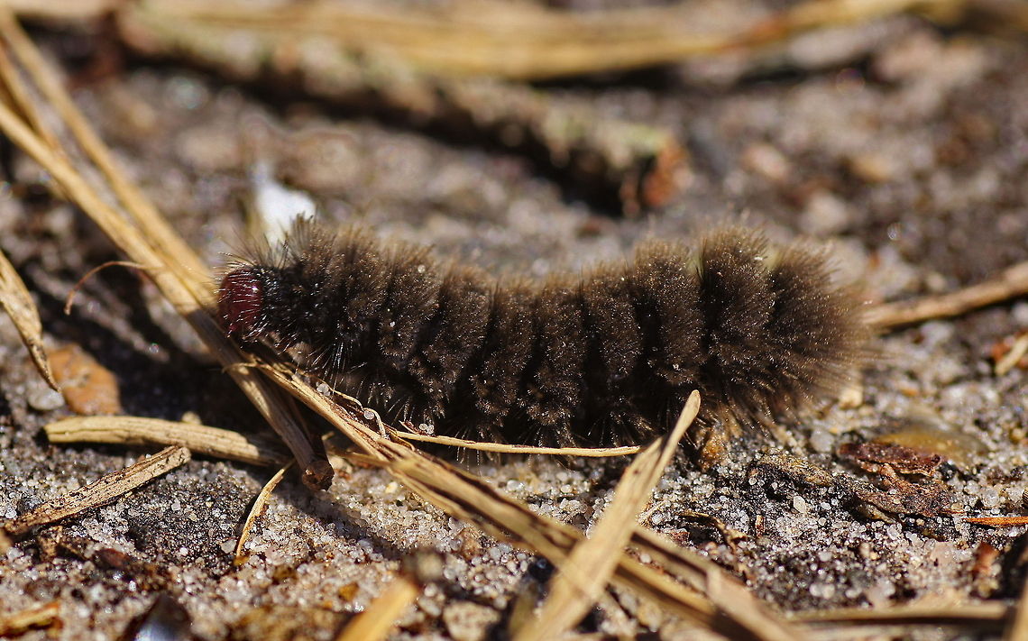 Nine-spotted moth caterpillar This caterpillar just looks like it is wearing a woolen coat ;)<br />
This is the caterpillar of the nine-spotted moth, a moth I photographed around this place last year. On a butterfly internet site I read that caterpillars which are walking on the ground are usually seeking a place to molt. That sounds plausible to me. Maybe me taking photographs prevented this caterpillar from being eaten by birds because he was very visible while crossing the concrete walking path. <br />
<br />
Dutch name: Rups van de Phegeavlinder (Amata phegea) Amata phegea,Geotagged,Nine-spotted moth,The Netherlands