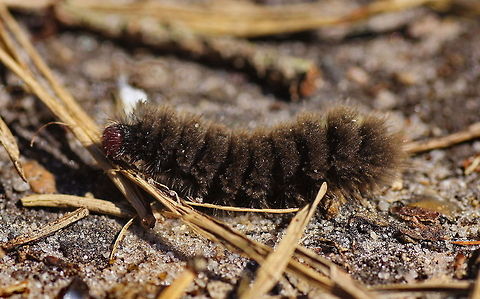 Nine-spotted moth caterpillar This caterpillar just looks like it is wearing a woolen coat ;)
This is the caterpillar of the nine-spotted moth, a moth I photographed around this place last year. On a butterfly internet site I read that caterpillars which are walking on the ground are usually seeking a place to molt. That sounds plausible to me. Maybe me taking photographs prevented this caterpillar from being eaten by birds because he was very visible while crossing the concrete walking path. 

Dutch name: Rups van de Phegeavlinder (Amata phegea) Amata phegea,Geotagged,Nine-spotted moth,The Netherlands